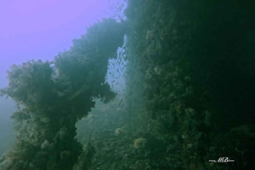 Marine life growing on bits of pylons under the River Derwent