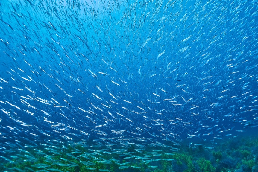 An underwater photo of thousands of bait fish swirling in a mass of fish.