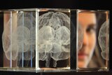 Woman looks at a representation of a brain