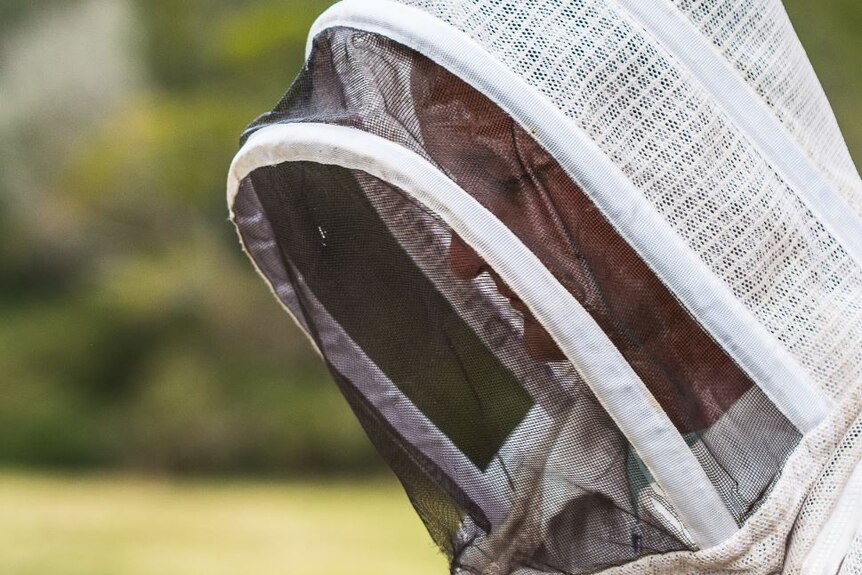 A man wearing white protective clothing with a mesh hood tends to a hive of bees.