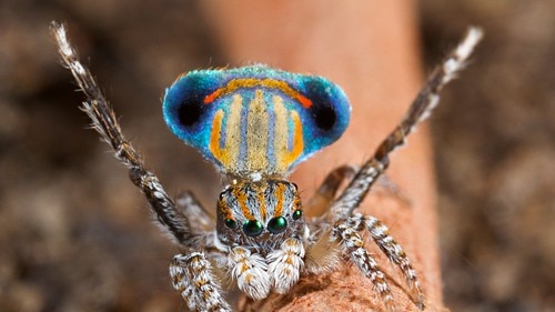 Tasmanian Peacock Spider