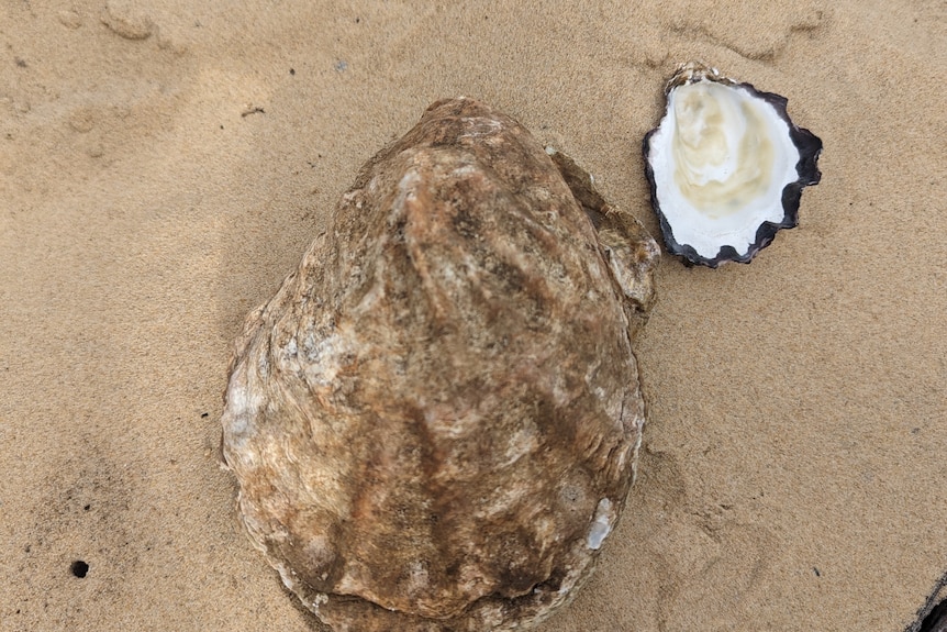 A large brownish oyster shell next to a smaller black oyster shell