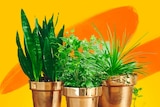Indoor plants in pots for a guide on keeping indoor plants alive and thriving.