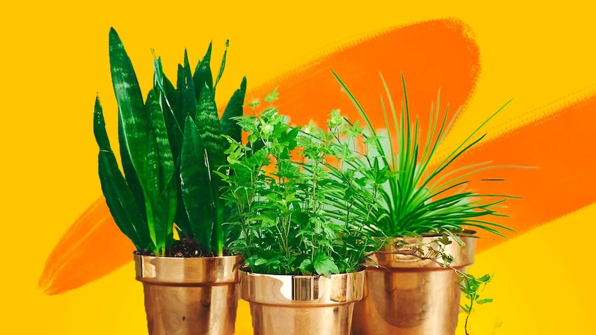 HOT WHAT ARE THE STEPS TO REPOT YOUR HOUSEPLANTS? NUDE