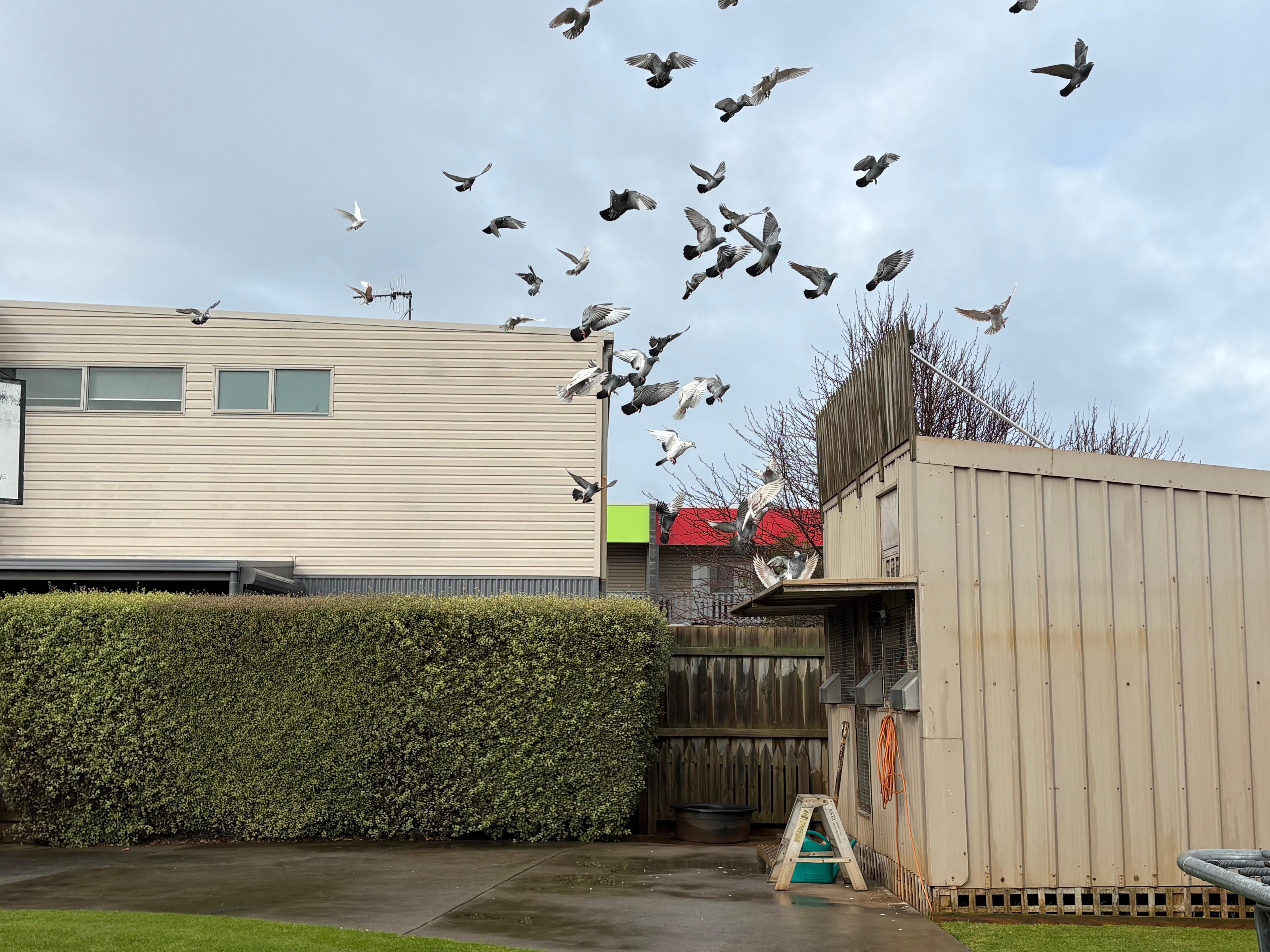 Pigeon race still on in Victoria's west despite bird flu outbreak