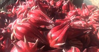 Some rosellas freshly picked.