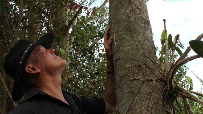 A man looks up at a tree