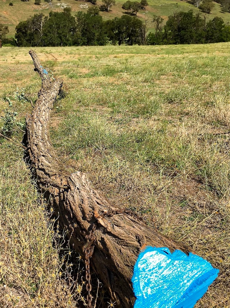 A cut tree trunk lying in a farm paddock.