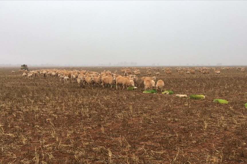 Hundreds of sheep and lambs flocking to the green barley biscuits on a foggy morning