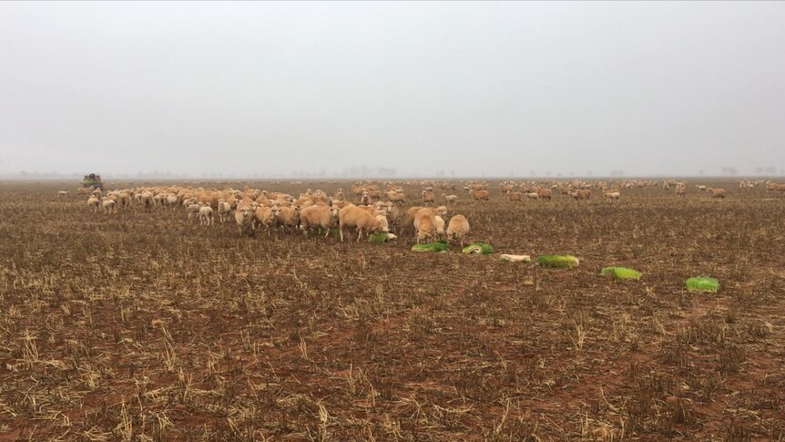 Hundreds of sheep and lambs flocking to the green barley biscuits on a foggy morning