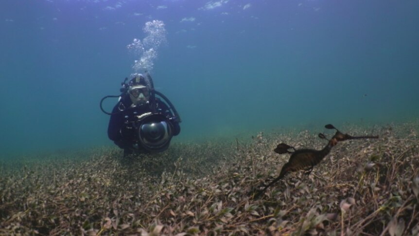 Pang Quong films weedy seadragons off Victoria's coast.