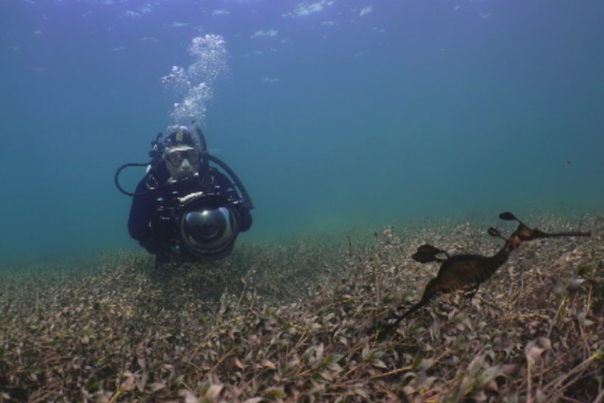 Pang Quong films weedy seadragons off Victoria's coast.