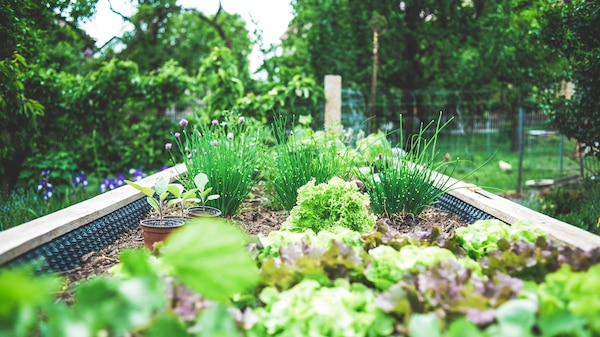 Garden Bed pic
