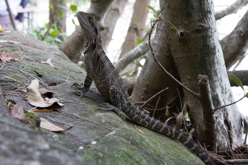 Eastern water dragon