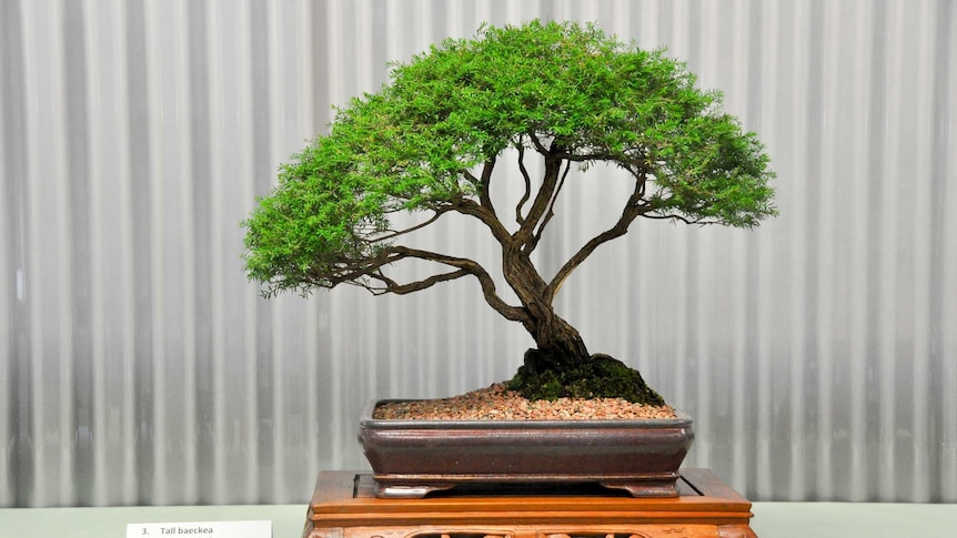 100-year-old tall baekea bonsai.