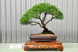 100-year-old tall baekea bonsai.