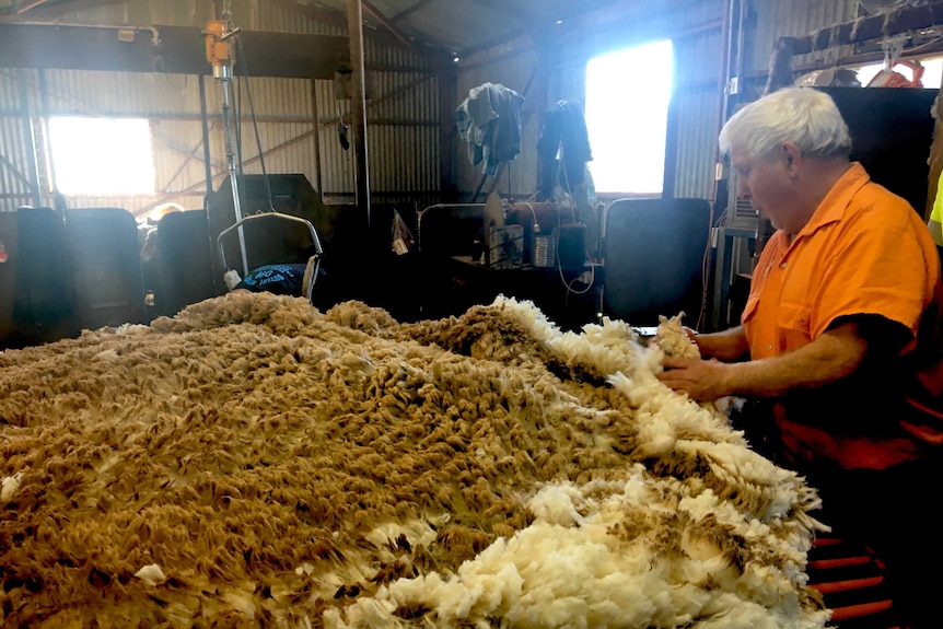 A man in Orange looking at a wool fleece on a table in a shearing shed.