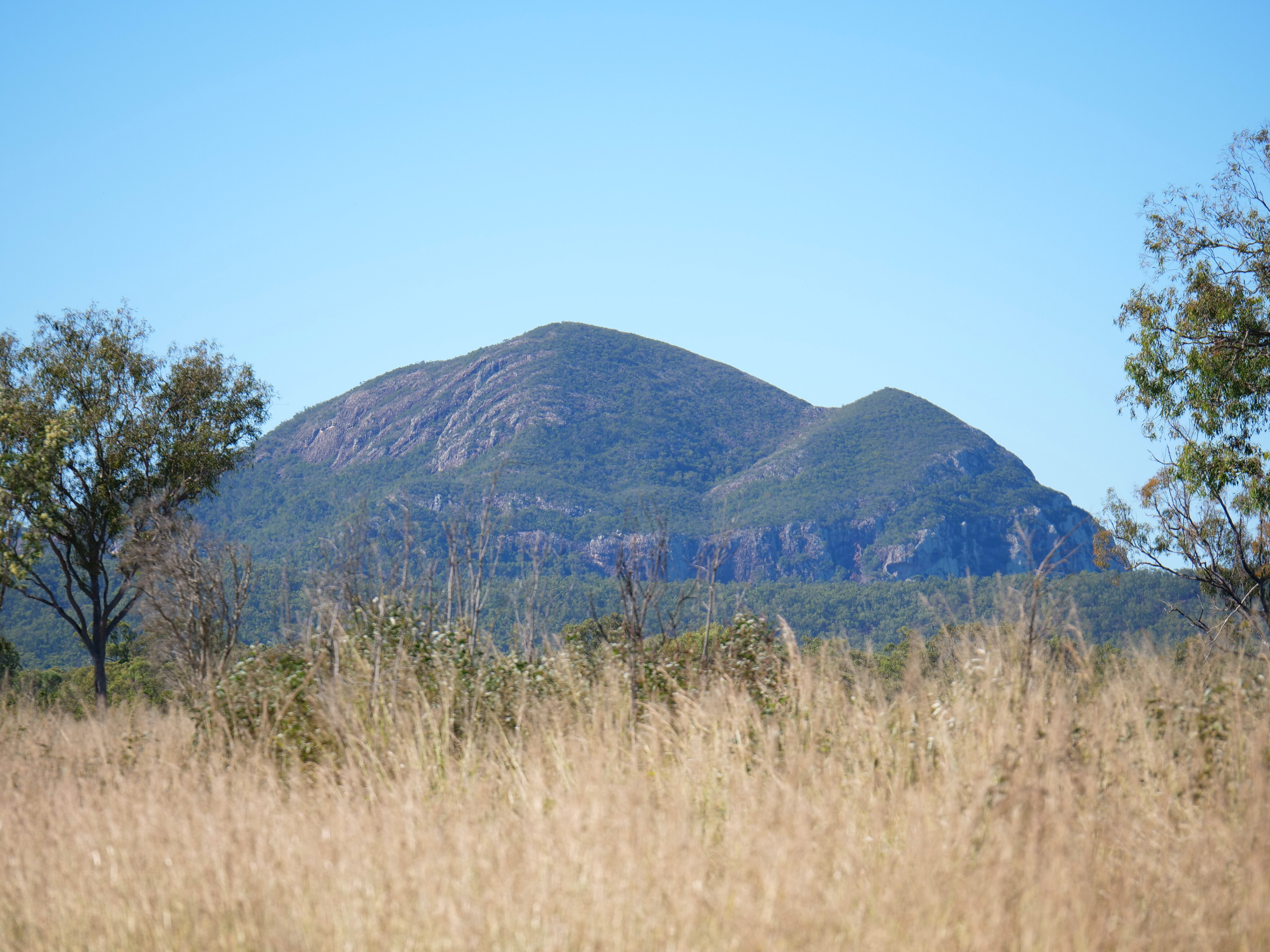 A large mountain with two humps, tall grass and trees in foreground, blue sky in background.