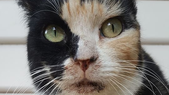 A black, white and tan cat with green eyes.