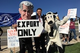 Man stands with person in cow suit and man with papier mache head at protest