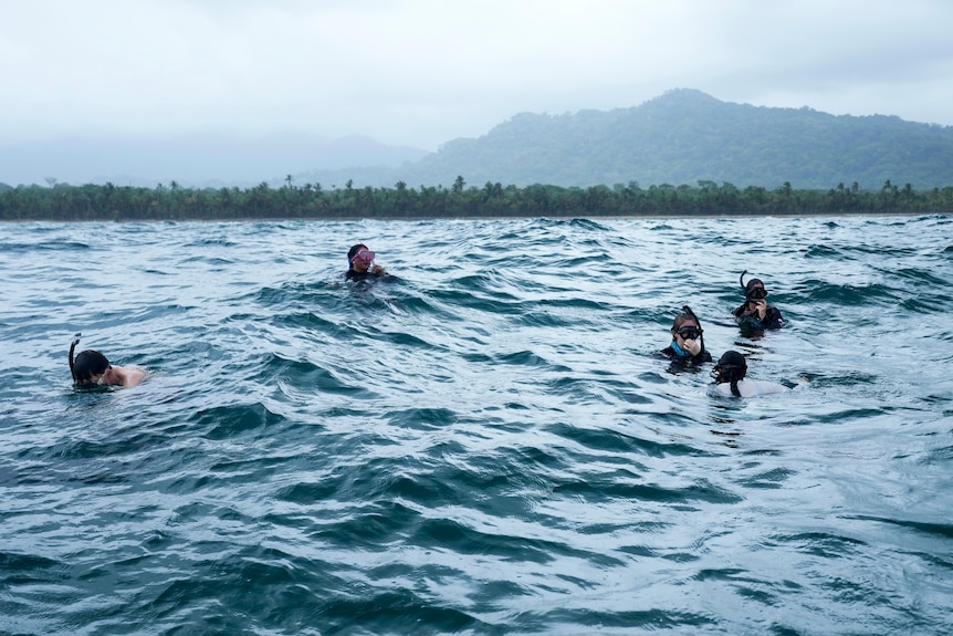 Volunteers snorkel in the ocean off a beach in Panama to search for sea turtle