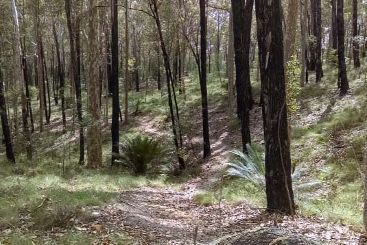 A mountain bike trail in the bush.