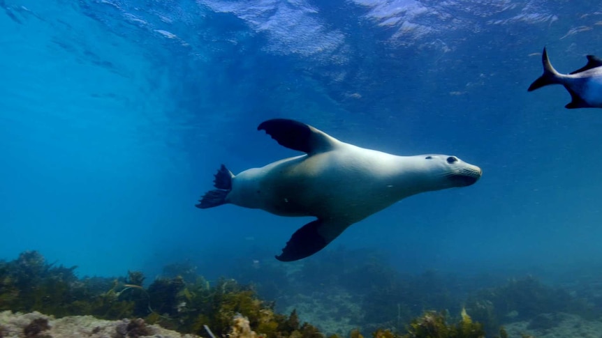 A seal swimming in shallow blue water.