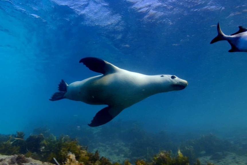 A seal swimming in shallow water.