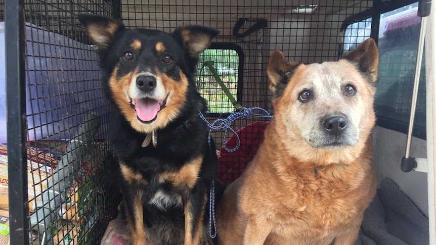 Two old dogs sit in the back of a car after being rescued