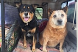 Two old dogs sit in the back of a car after being rescued