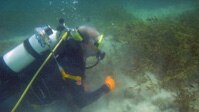 Jim Fourqurean dives near seagrass meadow at Shark Bay