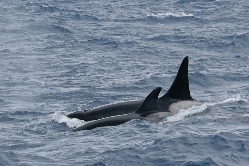 A pair of orcas flash their dorsal fins as they glide through the sea.