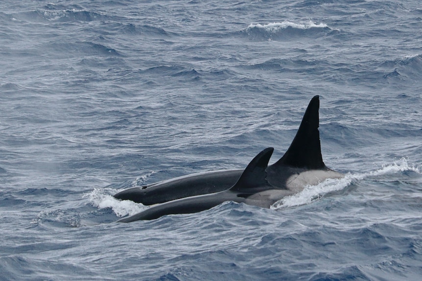 orcas in the water