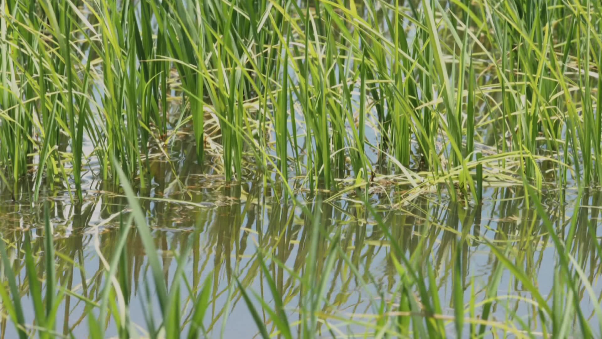 VIDEO: Rice Future: Warnings industry at tipping point - ABC News & Headlines – Australian Broadcasting Corporation
