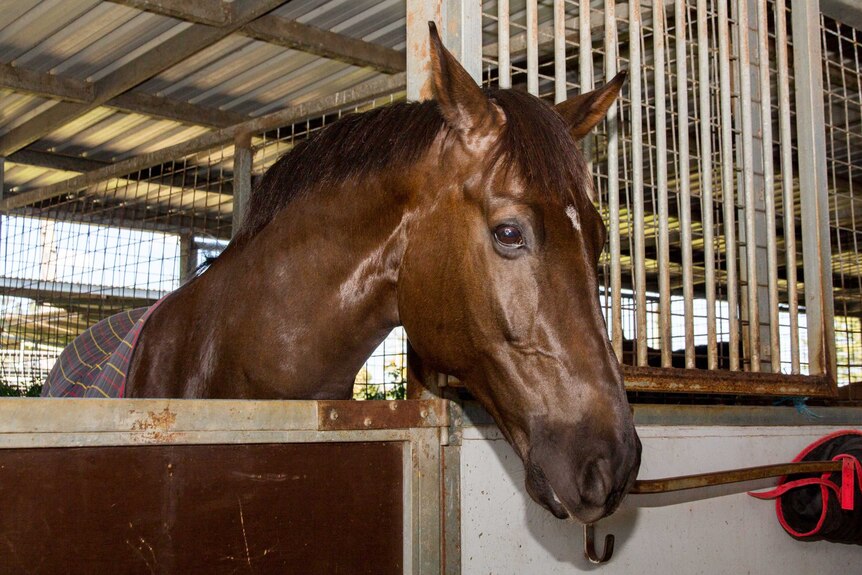 A horse stands in a stable.