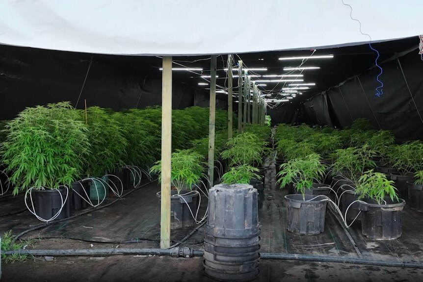 Long lines of marijuana plants in a warehouse.
