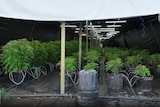 Long lines of marijuana plants in a warehouse.