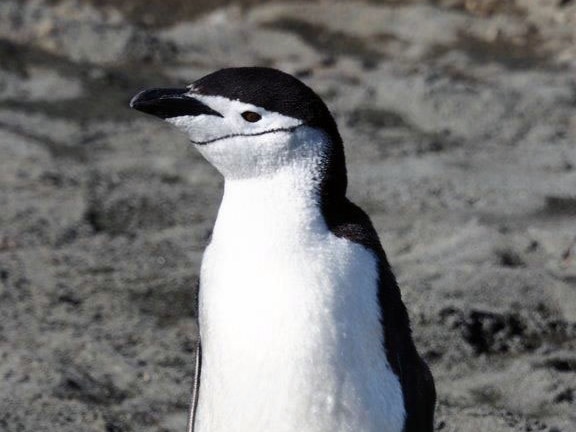 A chinstrap penguin on Macquarie Island.