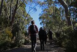 Bushwalkers wearing backpacks walk down a track in the Mt Field National Park in Tasmania. The path is surrounded by trees