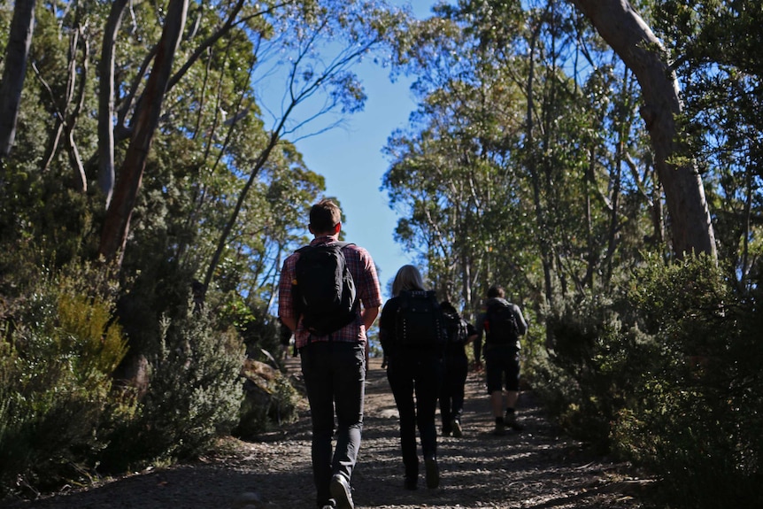 Bushwalkers on a track in the Mt Field National Park
