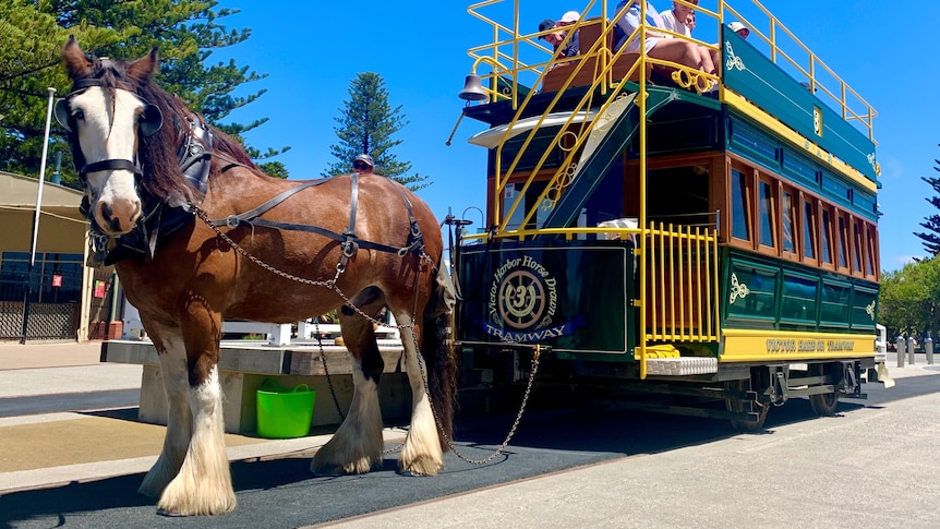 Beloved Victor Harbor Clydesdale horses fall ill with Ross River virus, operator says