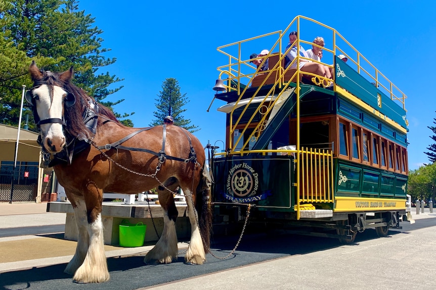 A Clydesdale horse waits as passengers board the tram he is about to pull.
