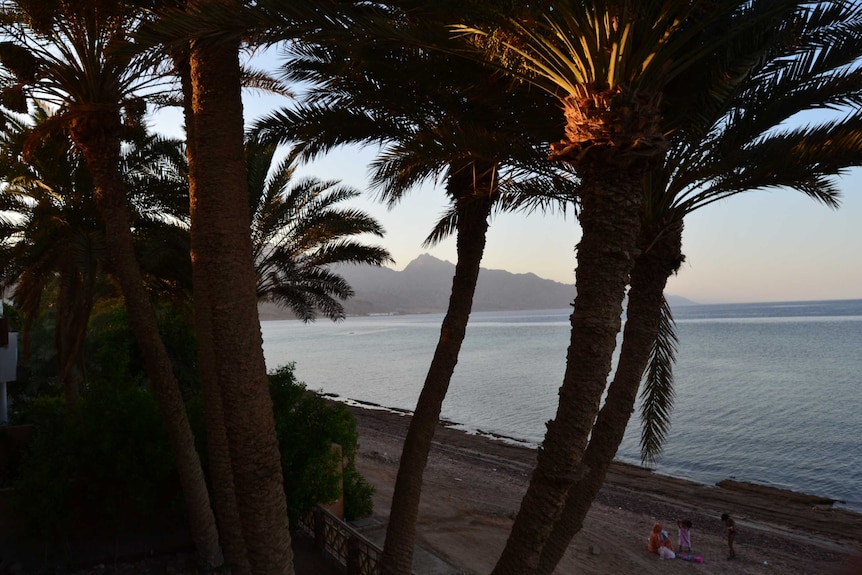 Beach and water seen through a group of palm trees