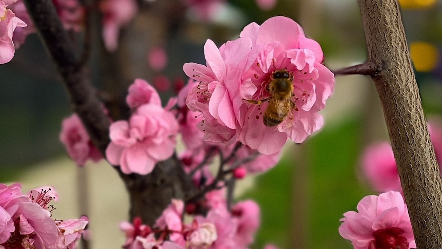 Pink flowers on a tree 