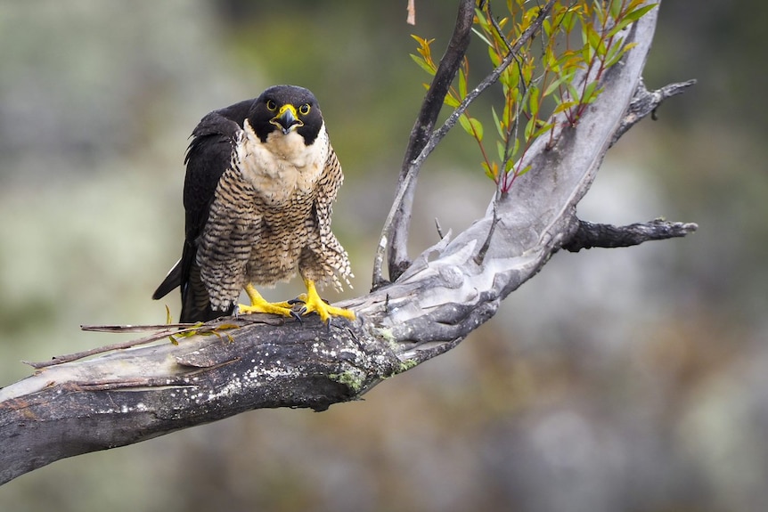 A falcon bird sitting in a tree