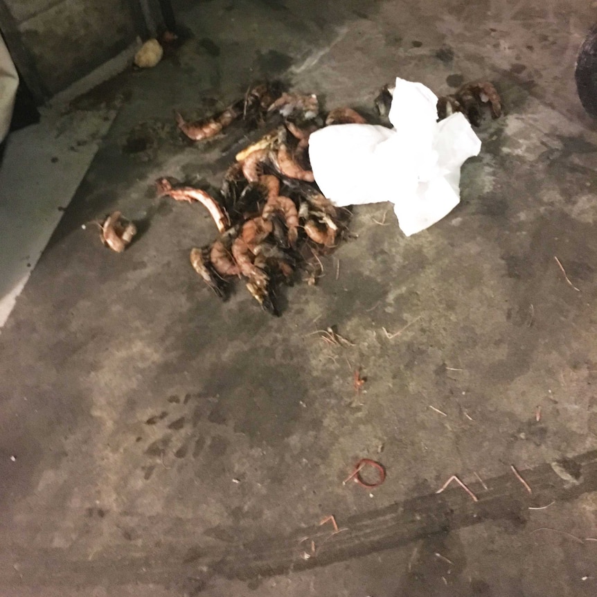 Prawns left to decompose on the floor of a carpark.