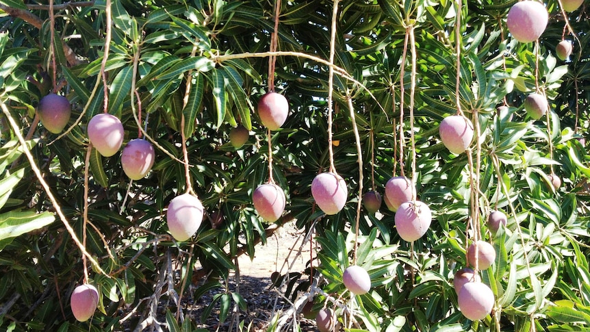 Mangoes hanging from a tree