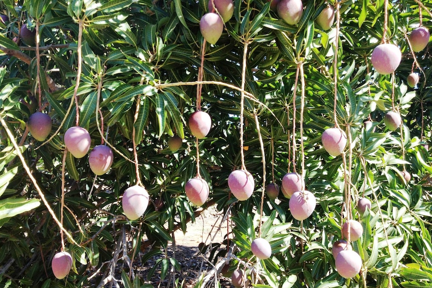 Mangoes hanging from a tree