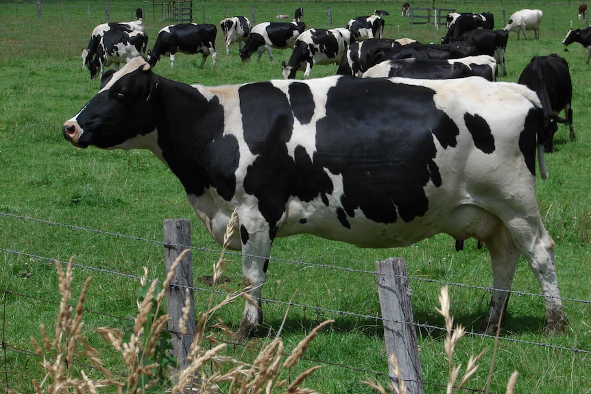 Dairy Australia drops milk production forecast