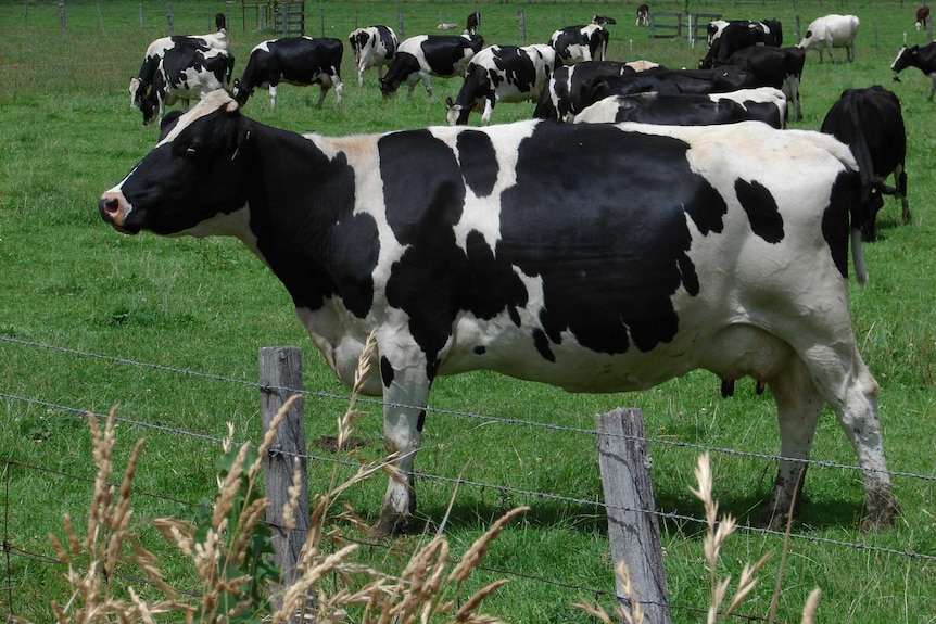 Dairy cows in a field.